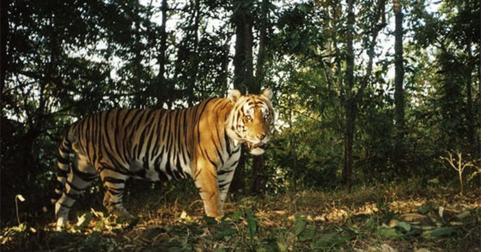 30 bài Tâm trạng của con hổ trong vườn bách thú trong bài Nhớ rừng  (ảnh 1)