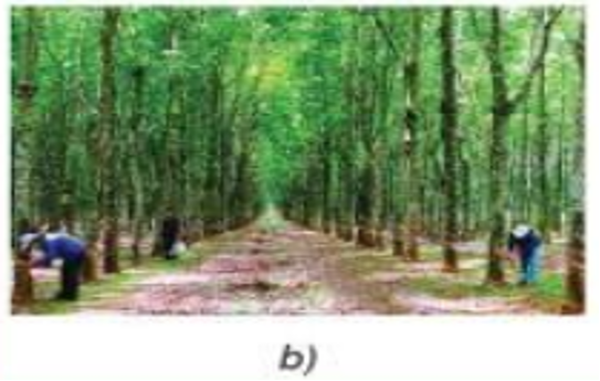 Lý thuyết Bài 7: Giới thiệu về rừng chi tiết – Công nghệ lớp 7 Kết nối tri thức (ảnh 1)