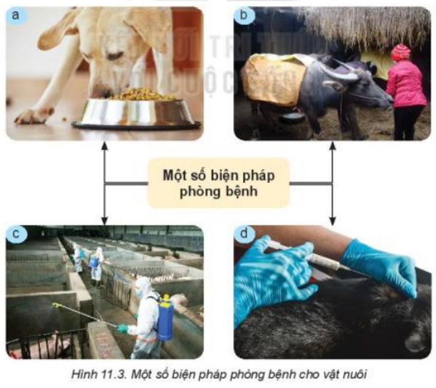Lý thuyết Bài 11: Phòng và trị bệnh cho vật nuôi chi tiết – Công nghệ lớp 7 Kết nối tri thức (ảnh 1)