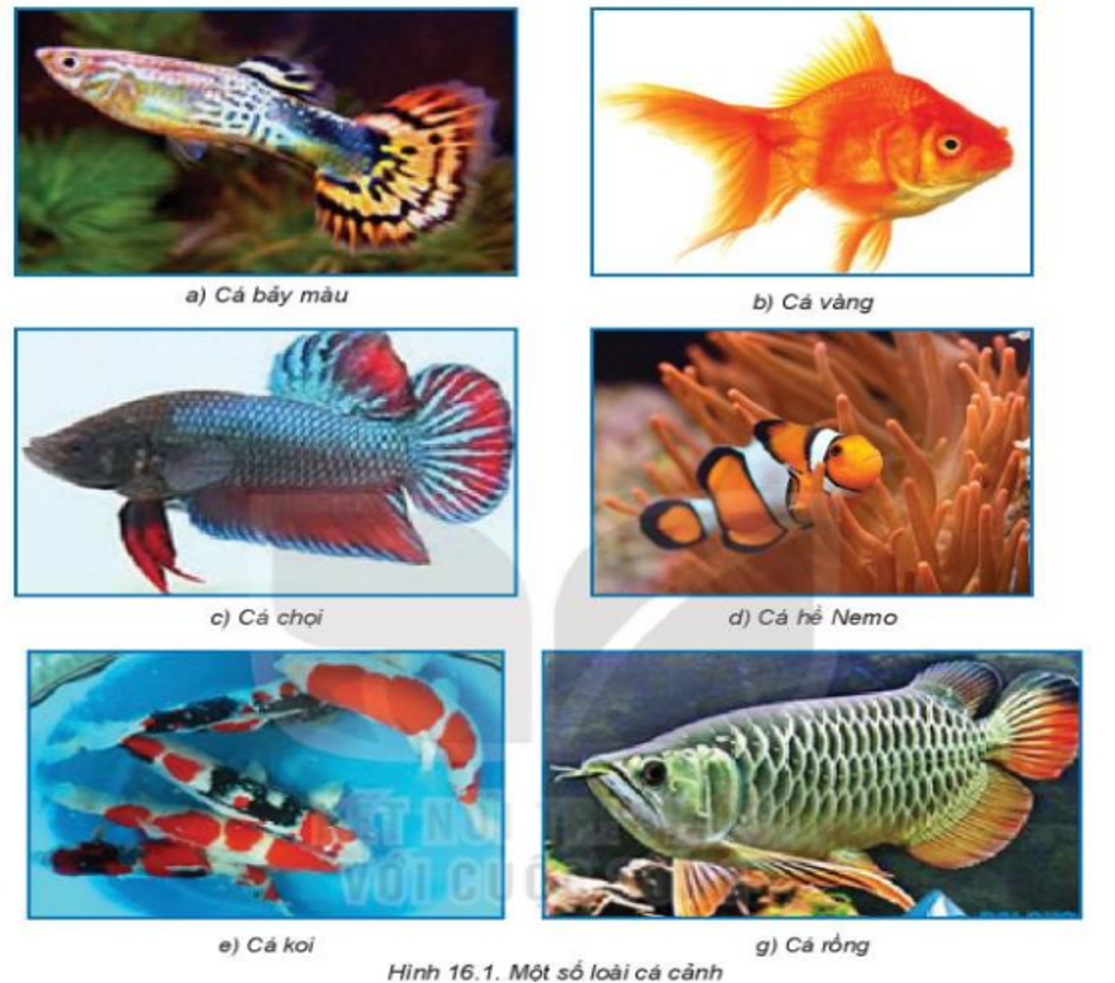 Lý thuyết Bài 16: Thực hành Lập kế hoạch nuôi cá cảnh chi tiết – Công nghệ lớp 7 Kết nối tri thức (ảnh 1)