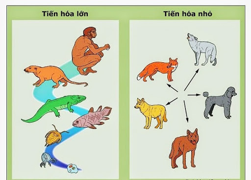 Lý thuyết Học thuyết tiến hóa tổng hợp hiện đại | Sinh học lớp 12 (ảnh 1)