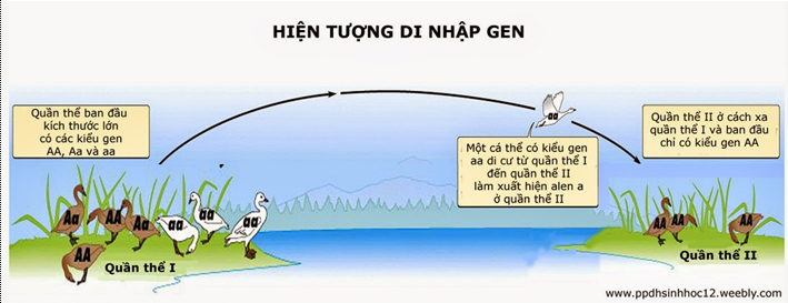 Lý thuyết Học thuyết tiến hóa tổng hợp hiện đại | Sinh học lớp 12 (ảnh 1)