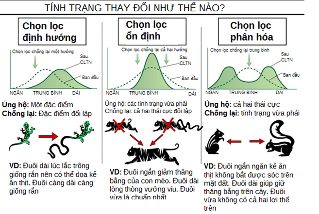 Lý thuyết Học thuyết tiến hóa tổng hợp hiện đại | Sinh học lớp 12 (ảnh 1)