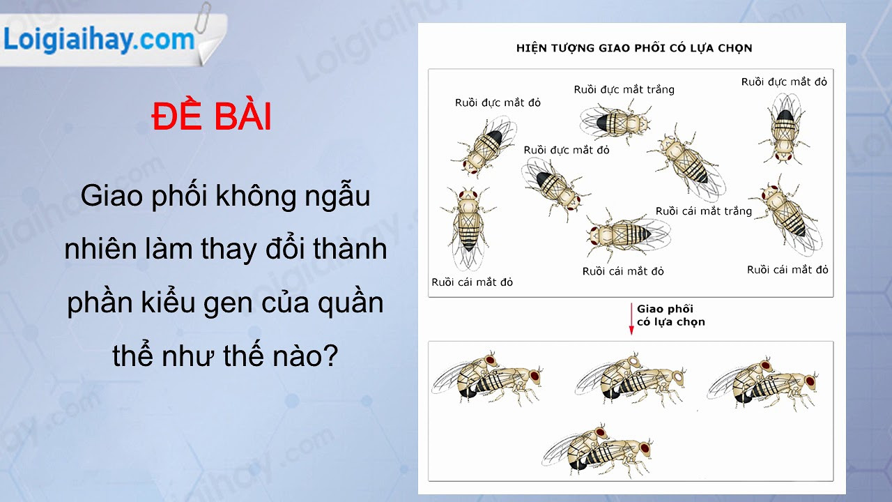 Lý thuyết Học thuyết tiến hóa tổng hợp hiện đại | Sinh học lớp 12 (ảnh 1)