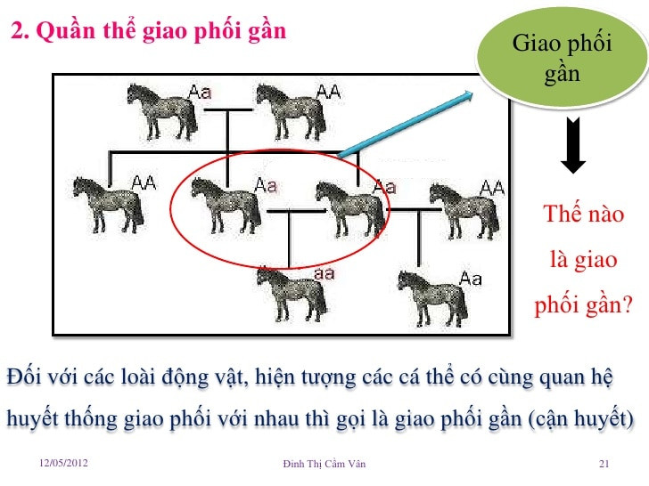 Lý thuyết Học thuyết tiến hóa tổng hợp hiện đại | Sinh học lớp 12 (ảnh 1)