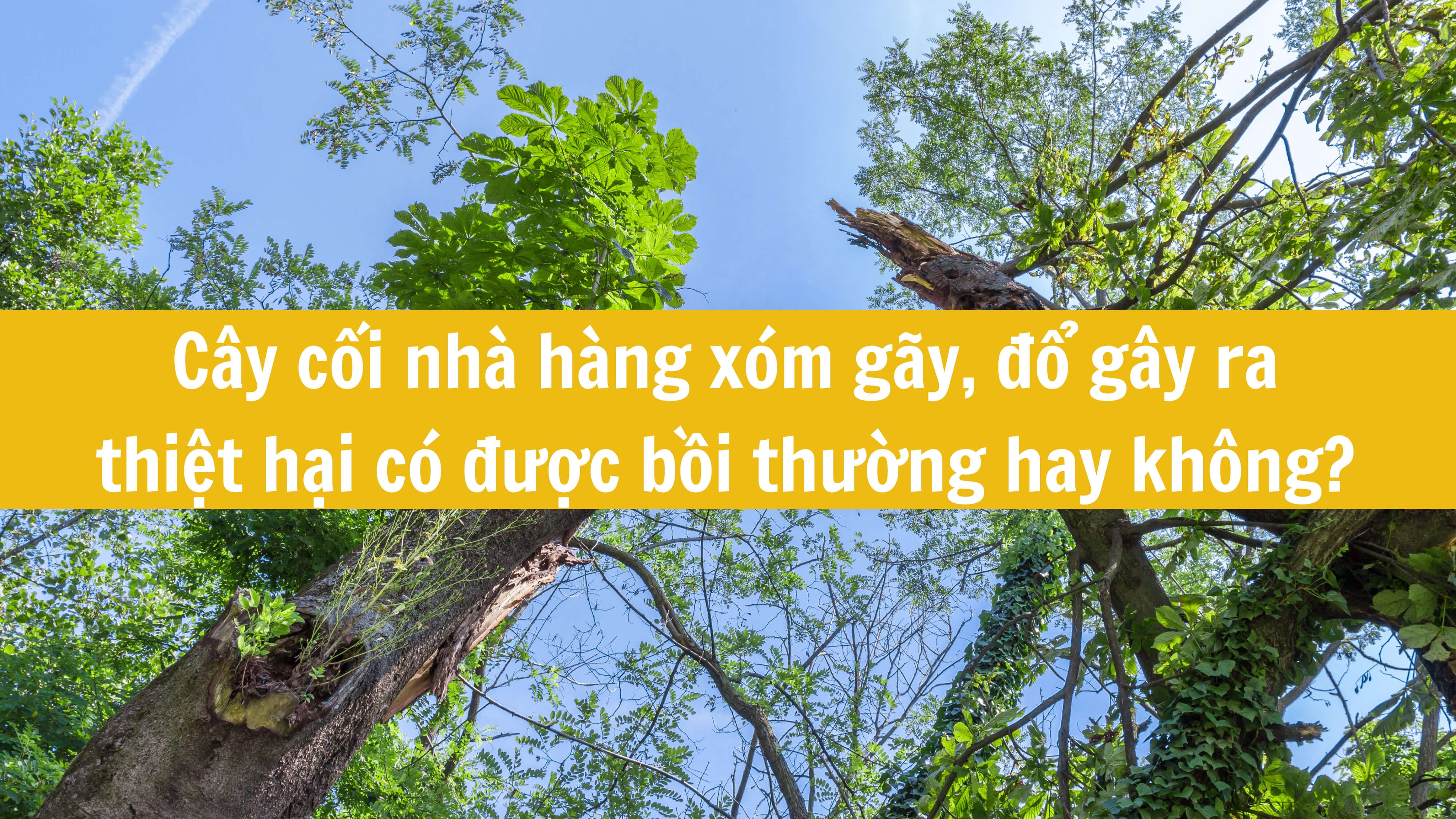 Cây cối nhà hàng xóm gãy, đổ gây ra thiệt hại có được bồi thường hay không? 