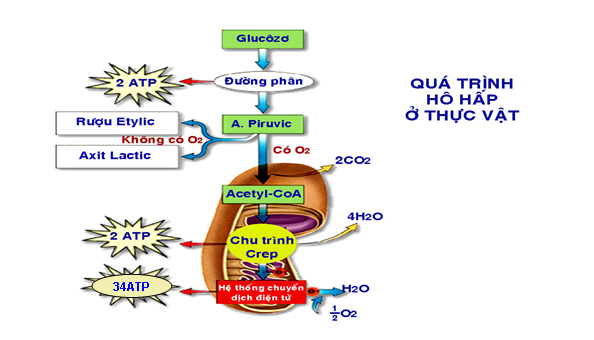 Khi nói về quá trình hô hấp hiếu khí ở thực vật, phát biểu nào sau (ảnh 1)