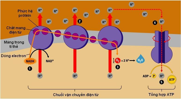 Khi nói về quá trình hô hấp hiếu khí ở thực vật, phát biểu nào sau (ảnh 1)