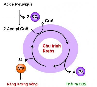 Khi nói về quá trình hô hấp hiếu khí ở thực vật, phát biểu nào sau (ảnh 1)