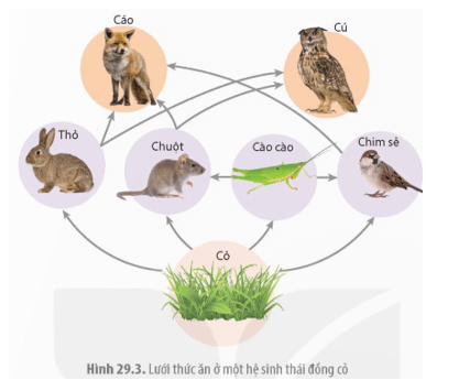 Phát biểu nào sau đây là đúng khi nói về chuỗi thức ăn và lưới thức ăn trong quần xã sinh vật ? (ảnh 1)