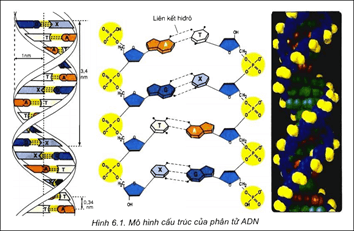 Tính đặc trưng của ADN được thể hiện ở tỉ lệ nào sau đây? A. A+T/G+X (ảnh 1)