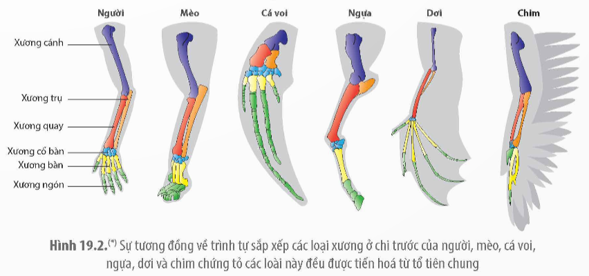 Bằng chứng tiến hóa nào sau đây được xem là bằng chứng giải phẫu so sánh? (ảnh 1)