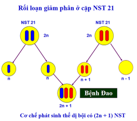 Ở người, bệnh nào sau đây do đột biến cấu trúc nhiễm sắc thể gây ra? (ảnh 1)