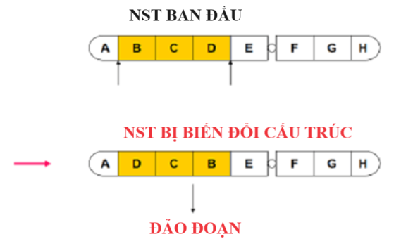 Dạng đột biến nào sau đây không phải là đột biến cấu trúc nhiễm sắc thể ?A. thay thế một cặp nucleotit     (ảnh 1)