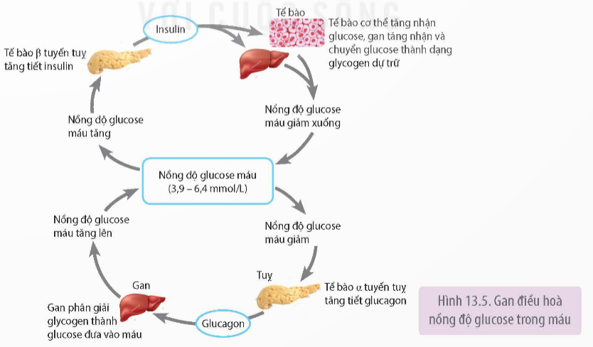 Khi nói về độ pH của máu ở người bình thường, phát biểu nào sau đây đúng C. Khi cơ thể vận động mạnh luôn làm tăng độ pH (ảnh 1)