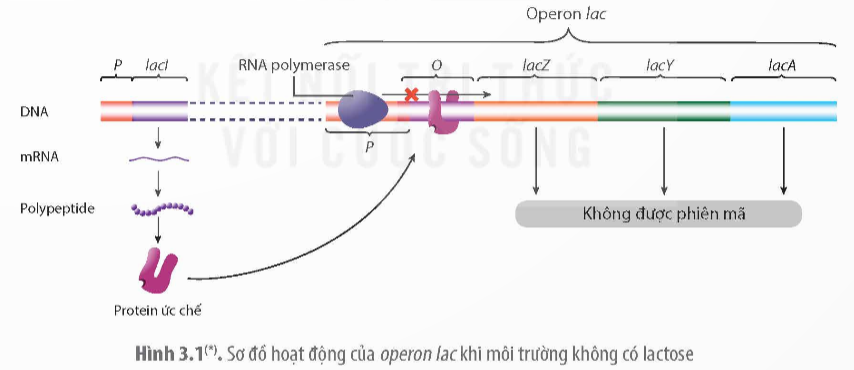 Khi nói về opêron Lac ở vi khuẩn E. coli, phát biểu nào sau đây đúng (ảnh 1)