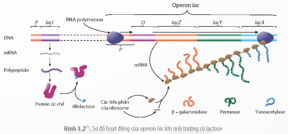 Khi nói về opêron Lac ở vi khuẩn E. coli, phát biểu nào sau đây đúng (ảnh 1)