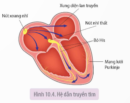 Trong hệ tuần hoàn của người, cấu trúc nào sau đây thuộc hệ (ảnh 1)