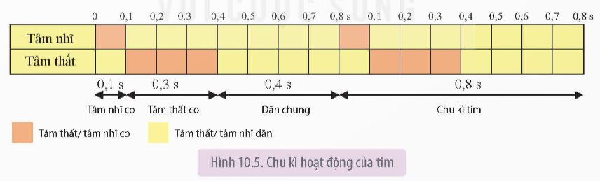 Trong hệ tuần hoàn của người, cấu trúc nào sau đây thuộc hệ (ảnh 1)