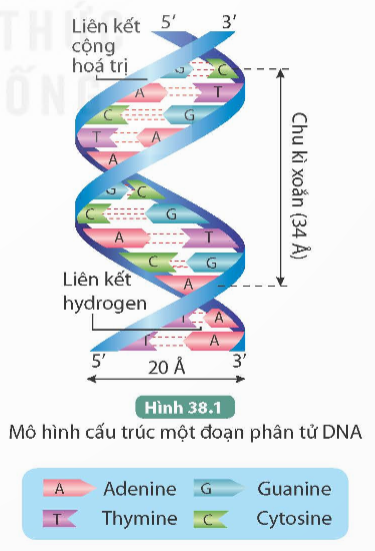  Đơn phân nào sau đây cấu tạo nên phân tử ADN? (ảnh 1)