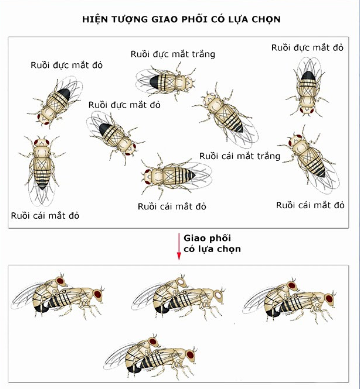 Những nhân tố tiến hoá nào sau đây có thể làm phong phú vốn gen của quần (ảnh 1)