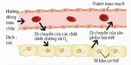 Khi nói về hệ tuần hoàn ở động vật, phát biểu nào sau đây sai? Ở hầu hết động vật (ảnh 1)