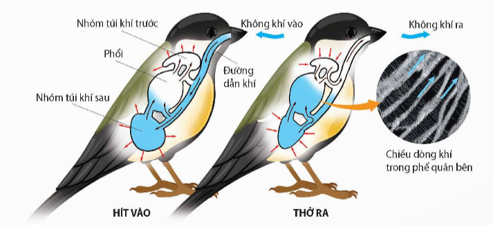 Động vật nào dưới đây hô hấp bằng phổi và hệ thống túi khí? (ảnh 1)