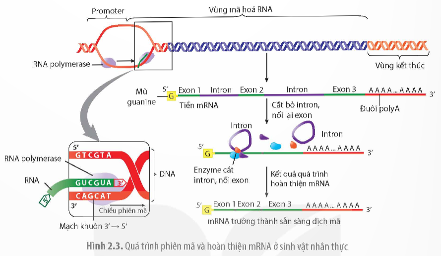 Trên mạch gốc của một gen không phân mảnh có 200 ađênin (ảnh 1)