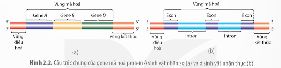 Đặc trưng của gen phân mảnh là (ảnh 1)