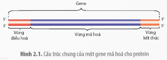 Đặc trưng của gen phân mảnh là (ảnh 1)