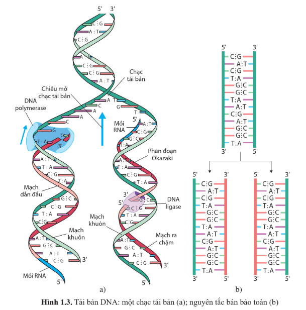 Khi nói về quá trình nhân đôi ADN, phát biểu nào sau đây đúng? (ảnh 1)