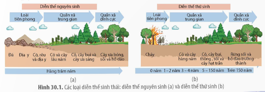 Ý nghĩa của việc nghiên cứ diễn thế sinh thái là (ảnh 1)