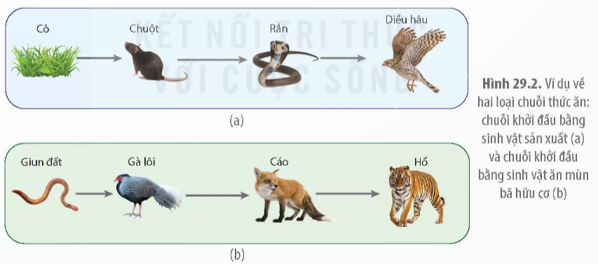 Khi nói về lưới thức ăn, phát biểu nào sau đây đúng? 	A. Lưới thức ăn của (ảnh 1)