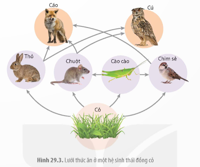 Khi nói về lưới thức ăn, phát biểu nào sau đây đúng? 	A. Lưới thức ăn của (ảnh 1)