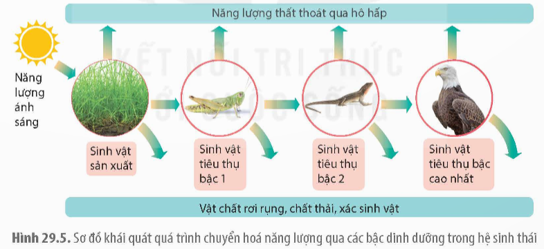 Khi chuyển từ bậc dinh dưỡng thấp lên bậc dinh dưỡng cao hơn thì dòng năng lượng có hiện tượng l (ảnh 1)