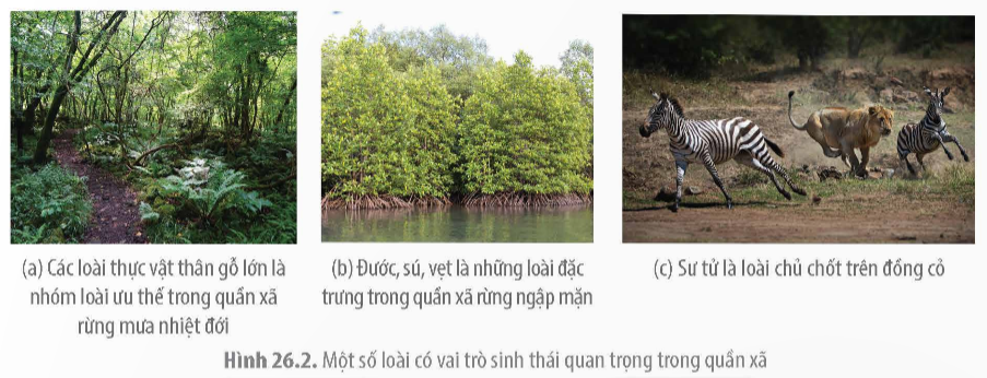  Trong quần xã sinh vật, loài có số lượng cá thể nhiều và hoạt động mạnh được gọi là. (ảnh 1)