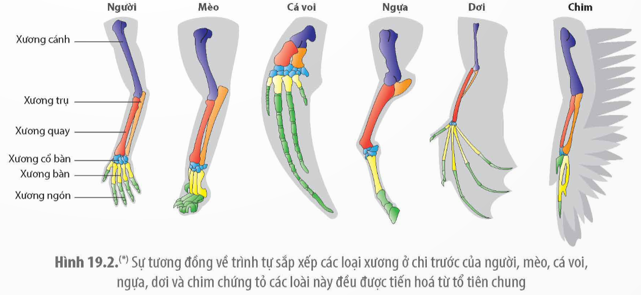 Khi nói về các bằng chứng tiến hóa, có bao nhiêu phát biểu sau đây là sai? (ảnh 1)