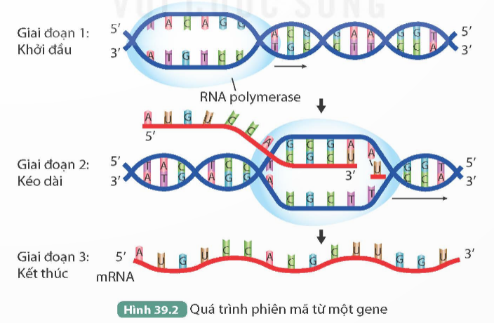 Phân tử ARN được tổng hợp có trình tự các nuclêotit Bổ sung với mạch mã gốc (ảnh 1)