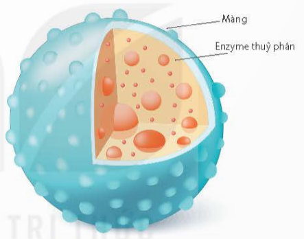 Bào quan nào sau đây chỉ có một lớp màng bao bọc? A. Riboxom. B. Lục lạp (ảnh 1)