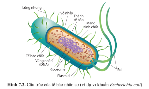 Phát biểu nào sau đây là đúng? A. Tế bào của tất cả các sinh vật (ảnh 1)