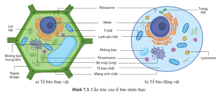 Phát biểu nào sau đây là đúng? A. Tế bào của tất cả các sinh vật (ảnh 1)