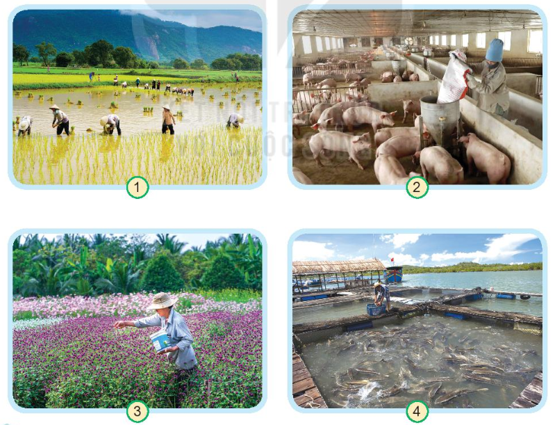 Tự nhiên xã hội lớp 3 Bài 9: Hoạt động sản xuất nông nghiệp trang 36 - Kết nối tri thức (ảnh 1)