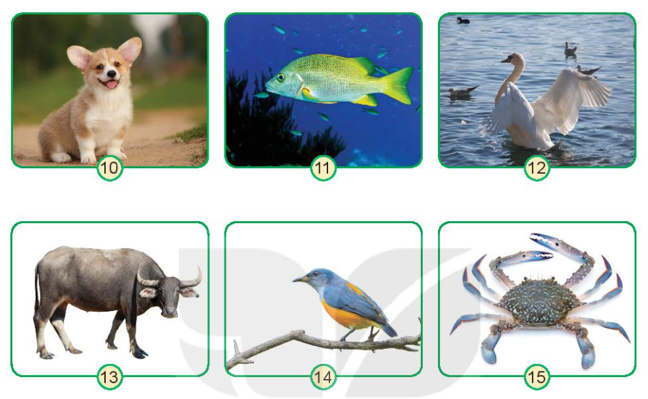 Tự nhiên xã hội lớp 3 Bài 15: Một số bộ phận của động vật và chức năng của chúng trang 64 - Kết nối tri thức (ảnh 1)