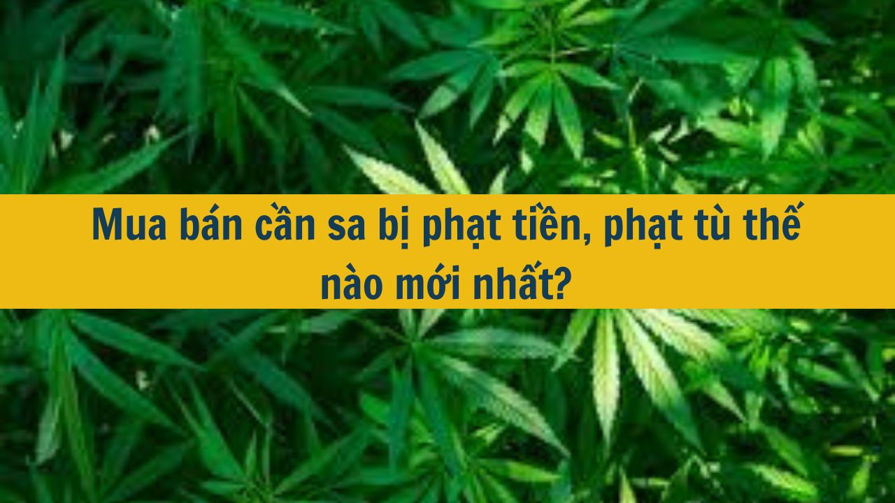 Mua b&aacute;n cần sa bị phạt tiền, phạt t&ugrave; thế n&agrave;o mới nhất 2025? (ảnh 1)