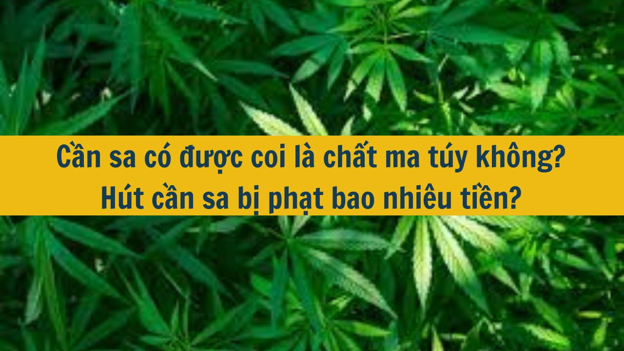 Cần sa c&oacute; được coi l&agrave; chất ma t&uacute;y kh&ocirc;ng? H&uacute;t cần sa bị phạt bao nhi&ecirc;u tiền? (ảnh 1)