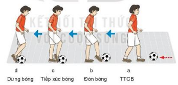 Giáo dục thể chất 7 Bài 2: Kĩ thuật dừng bóng lăn bằng mu giữa bàn chân - Kết nối tri thức (ảnh 1)
