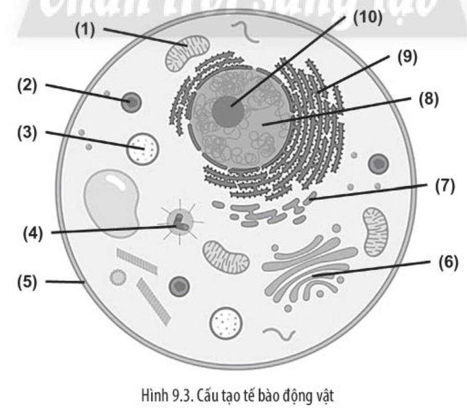 Sách bài tập Sinh học 10 Bài 9 (Chân trời sáng tạo): Tế bào nhân thực (ảnh 1)