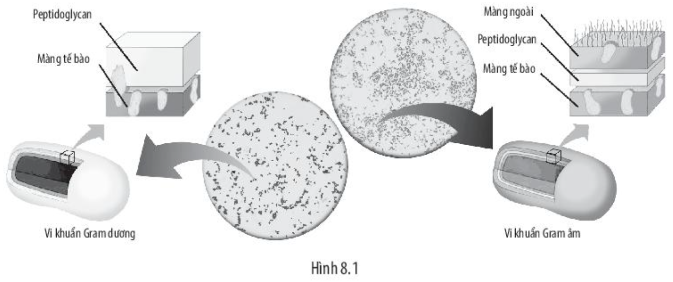 Sách bài tập Sinh học 10 Bài 8 (Chân trời sáng tạo): Tế bào nhân sơ (ảnh 1)