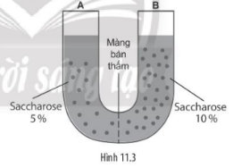Sách bài tập Sinh học 10 Bài 11 (Chân trời sáng tạo): Vận chuyển các chất qua màng sinh chất (ảnh 1)