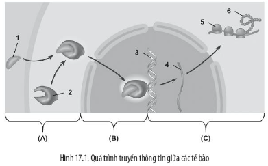 Sách bài tập Sinh học 10 Bài 17 (Chân trời sáng tạo): Thông tin giữa các tế bào (ảnh 1)